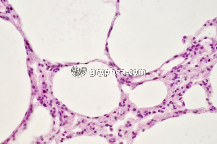 Poumon Rat x100 - gryphea.org